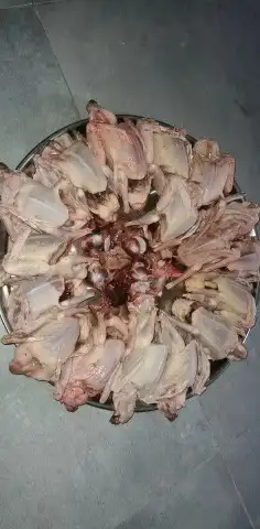 زغاليل فرنسي وزاجل 0