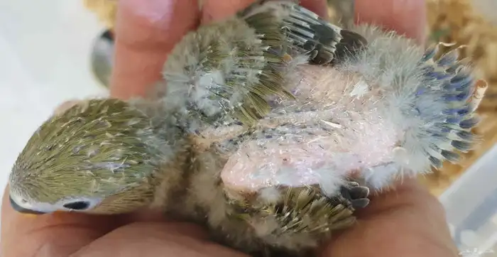 فروخ روز غر محجله مع مرفقات 4