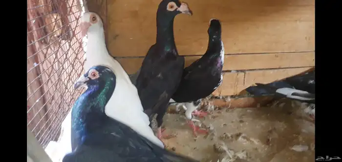 حمام كارير 1