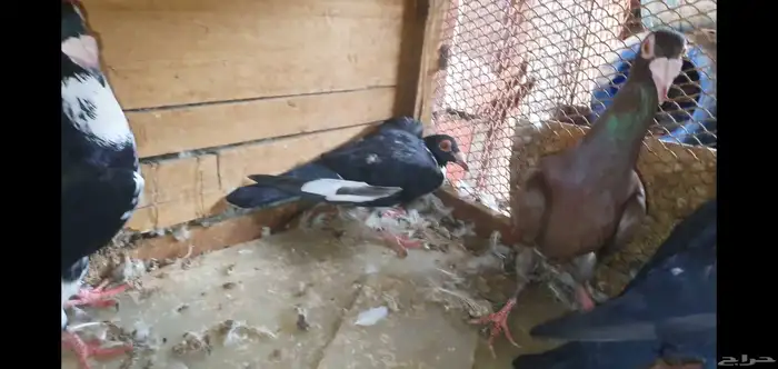 حمام كارير 0