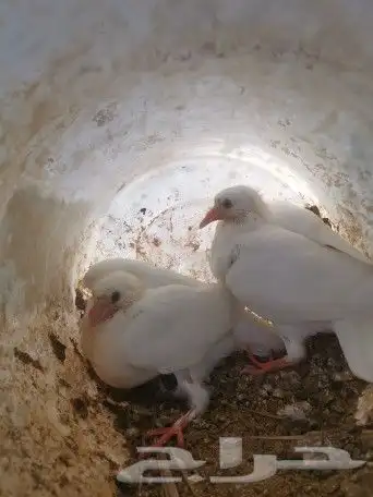 زغاليل فرنسي وزاجل 5