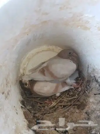 زغاليل فرنسي وزاجل 4