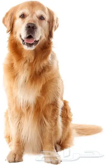 أحتاج كلب للتبني ذكر أو أنثى 0