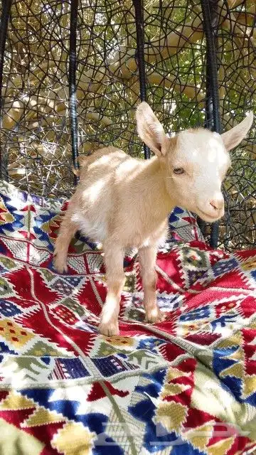 معزه قزم عمرها 3 شهور 1