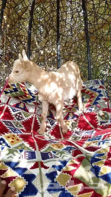 معزه قزم عمرها 3 شهور 2