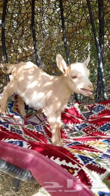 معزه قزم عمرها 3 شهور 0