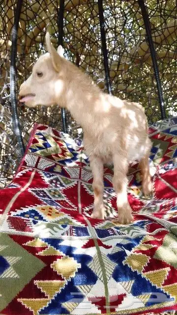 معزه قزم عمرها 3 شهور 3