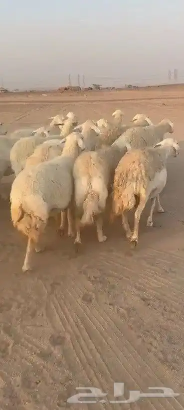 اعرض لكم يوم عرض مميز لمحبيين غنم جنب دفيع شرط عددها 36 0