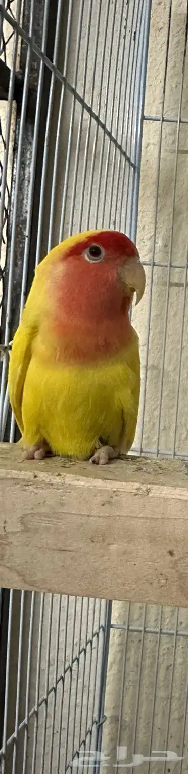 للبيع روز لاتينو رد فيس 2