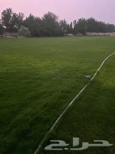 نجيله خضراء 5