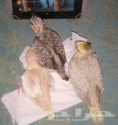 ماشاء الله تبارك الله طيور كروان للبيع العمر 20 يوم 0