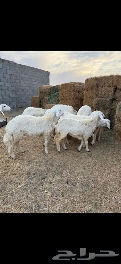 للبيع رخال صنف 1