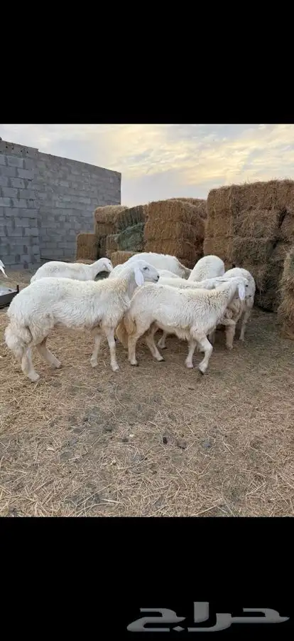 للبيع رخال صنف 4