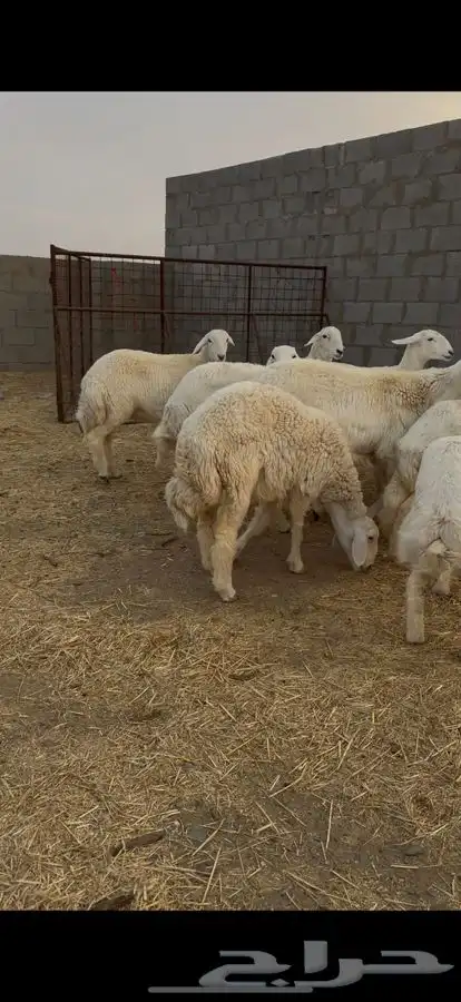 للبيع رخال صنف 2