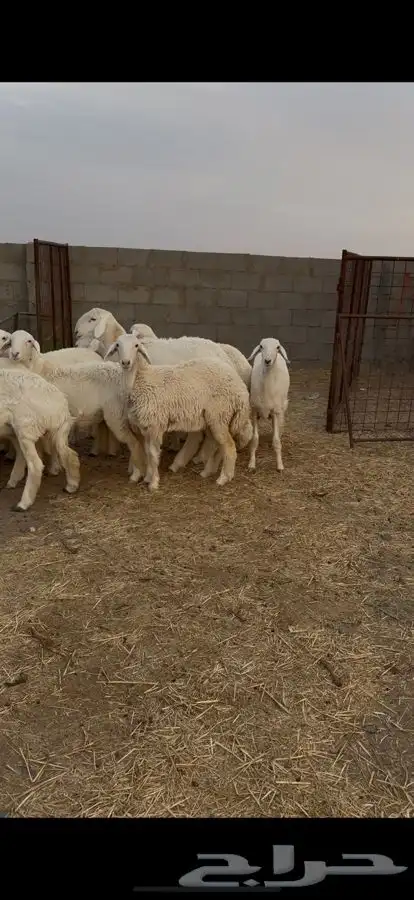 للبيع رخال صنف 3