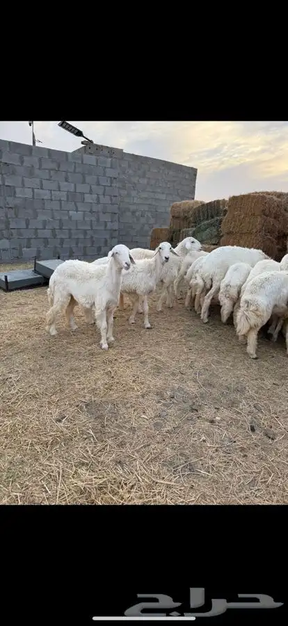 للبيع رخال صنف 0