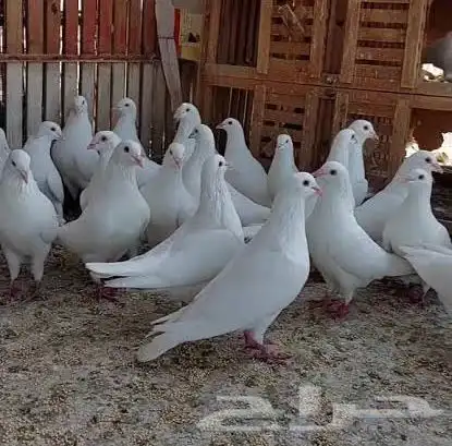 مطلوب حمام فرنسي سوبر جمبو 0