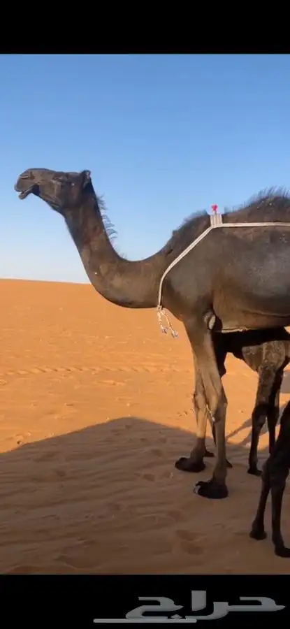 خلفه مجهم بكر 0