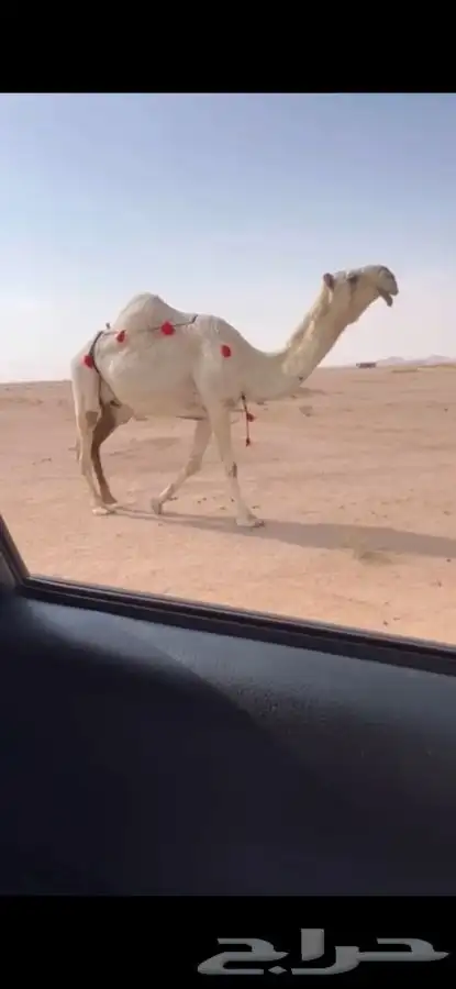 للبيع اعشرا باتليه كفووو 0