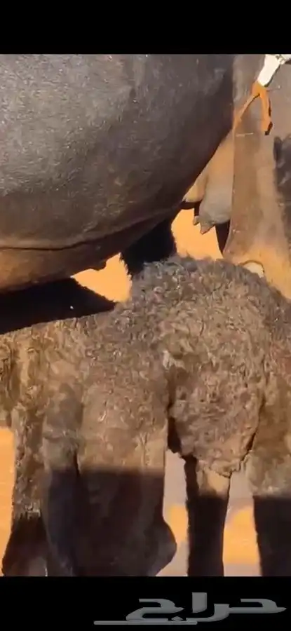 خلفه مجهم بكر 1