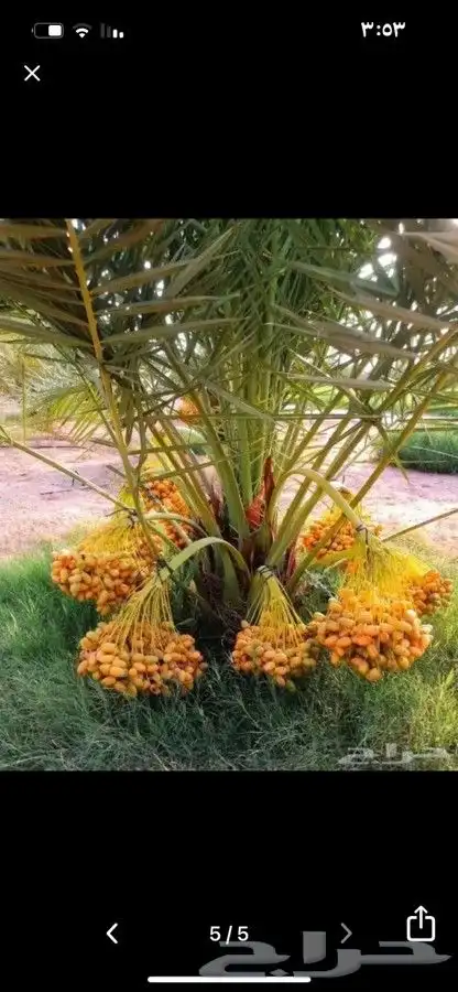 نخل مثمر للبيع اخلاص صقعي هلالي برحي نخيل سكري شيشي مجدول 1