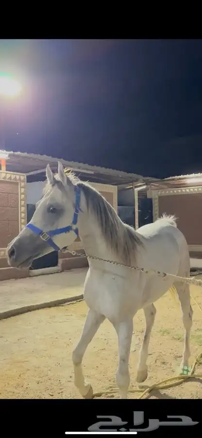 حصان جزيري 1