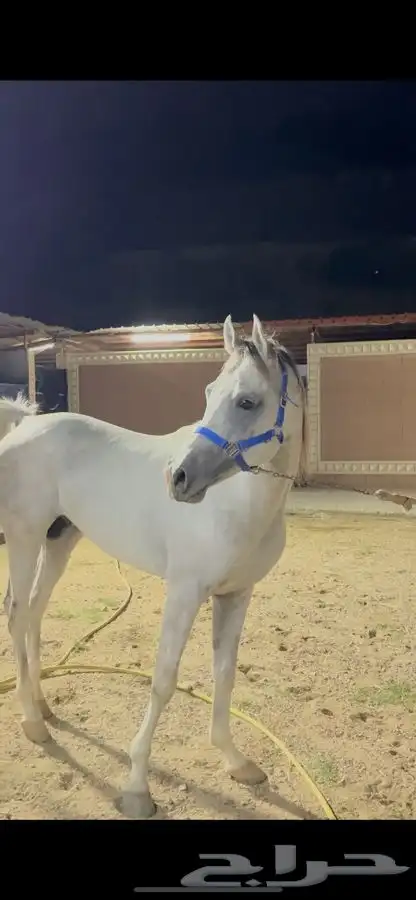 حصان جزيري 2