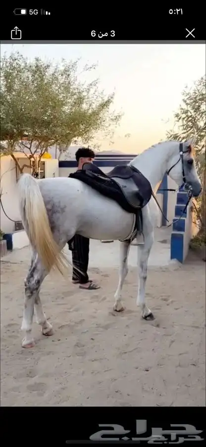 حصان جزيري 0