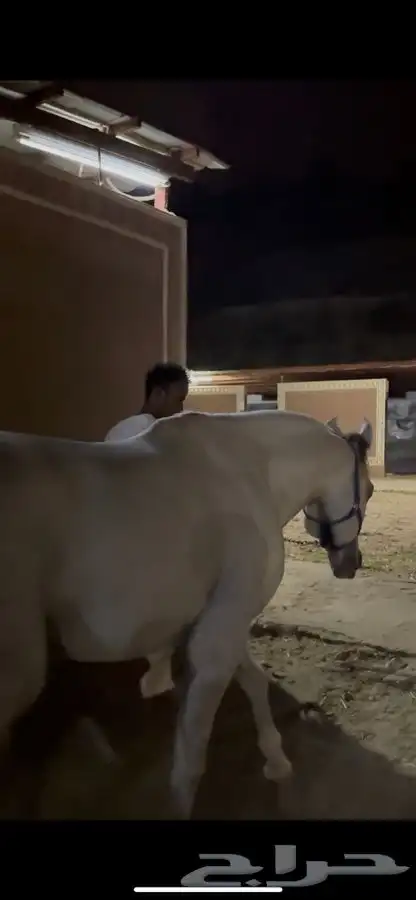 حصان جزيري 3