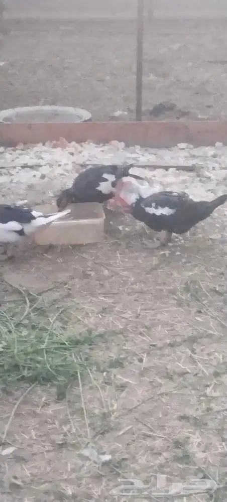 بط شرشري وبلدي...حمام مشكل... حمام صنعاني ابيض دجاج رومي 1