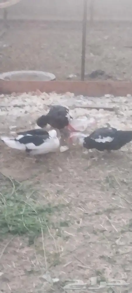 بط شرشري وبلدي...حمام مشكل... حمام صنعاني ابيض دجاج رومي 0