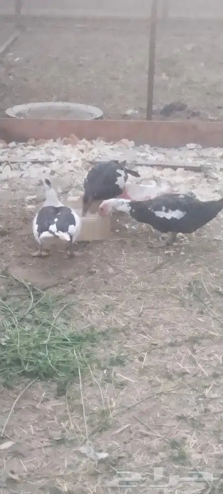 بط شرشري وبلدي...حمام مشكل... حمام صنعاني ابيض دجاج رومي 4