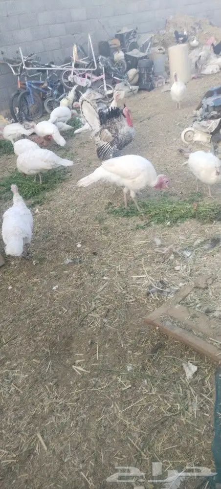 بط شرشري وبلدي...حمام مشكل... حمام صنعاني ابيض دجاج رومي 5