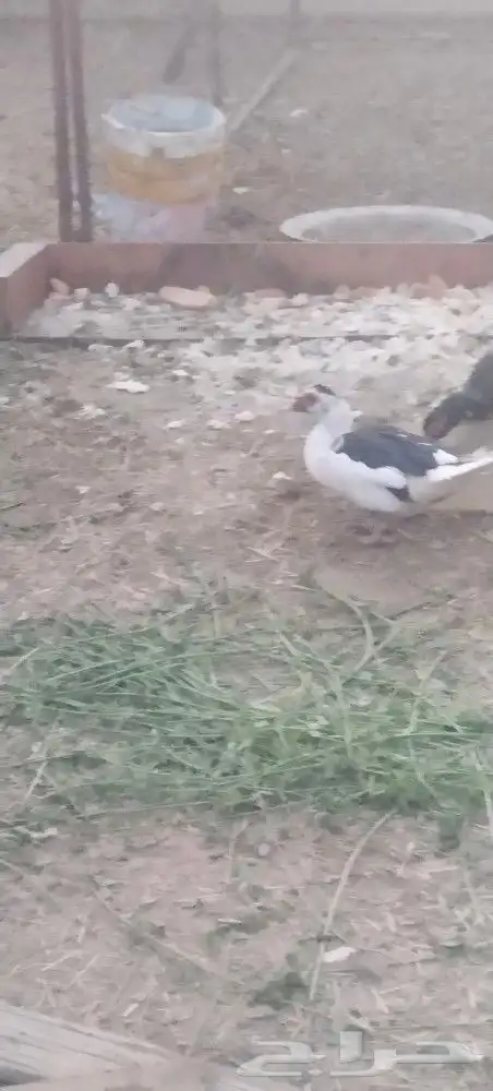 بط شرشري وبلدي...حمام مشكل... حمام صنعاني ابيض دجاج رومي 3