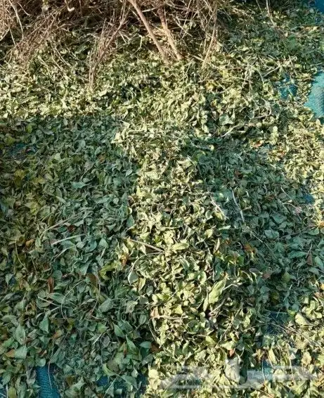 حنا عضوي وسدر بلدي من مزارع ينبع النخل 1