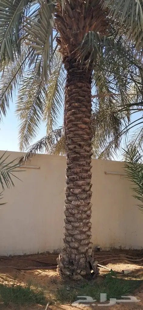 نخل سكري طول 4 متر 1