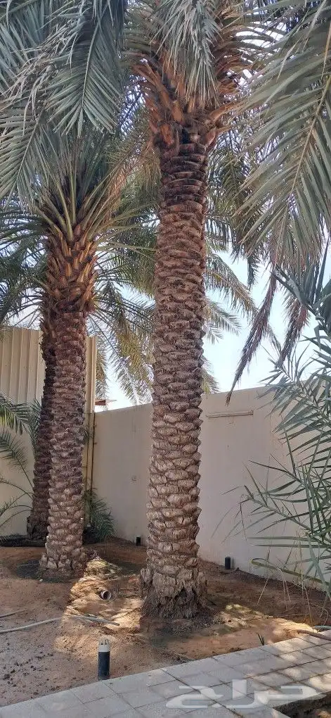 نخل سكري طول 4 متر 0