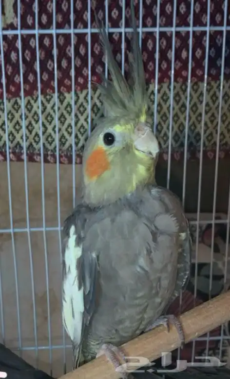 طيور كروان 1