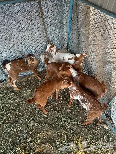 للبيع 6تيوس 1عناق 4