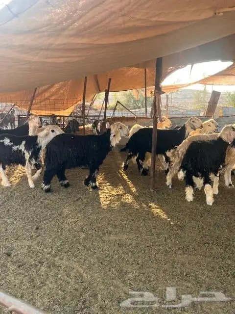 طليان نجد الموقع أملج 16