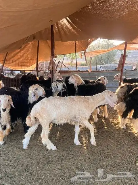 طليان نجد الموقع أملج 12