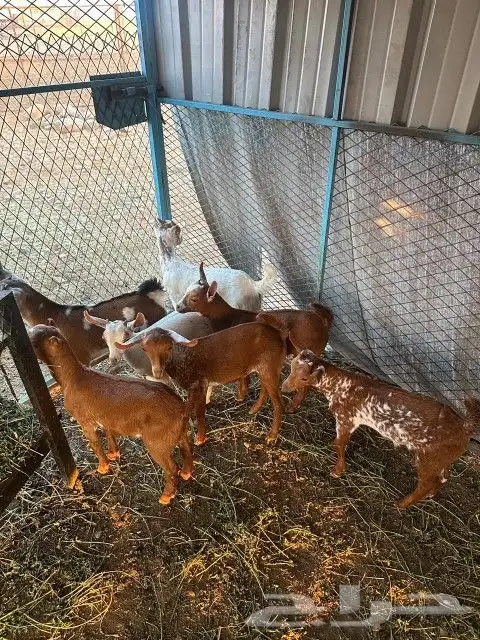 للبيع 6تيوس 1عناق 5