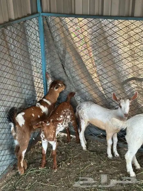 للبيع 6تيوس 1عناق 2