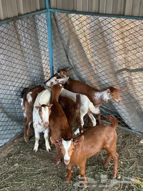 للبيع 6تيوس 1عناق 3