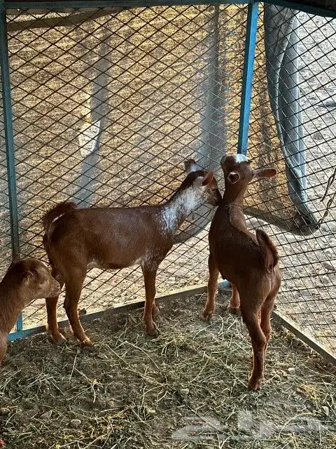 للبيع 6تيوس 1عناق 1