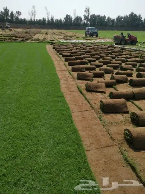 نجيله خضراء 0