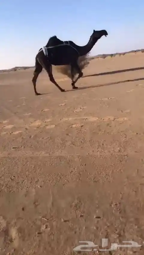 ضرايب مجاهيم 0