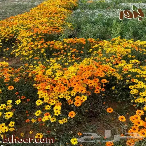 متوفر بذور برية 2