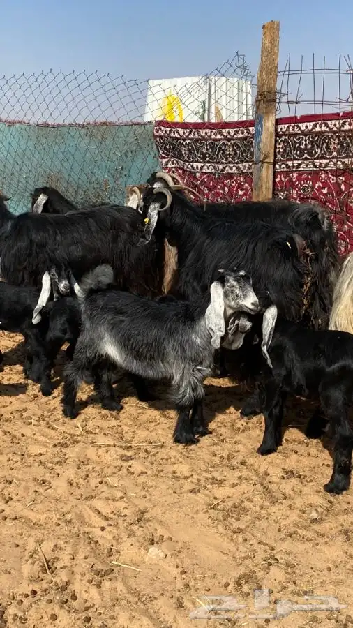 معزا عوارض مواليد متاويم 0