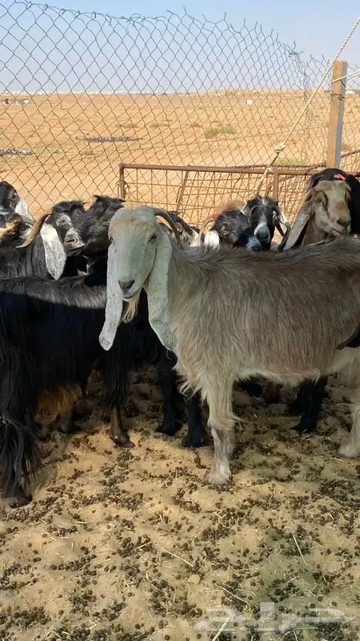 معزا عوارض دفيع ومضاريع 3